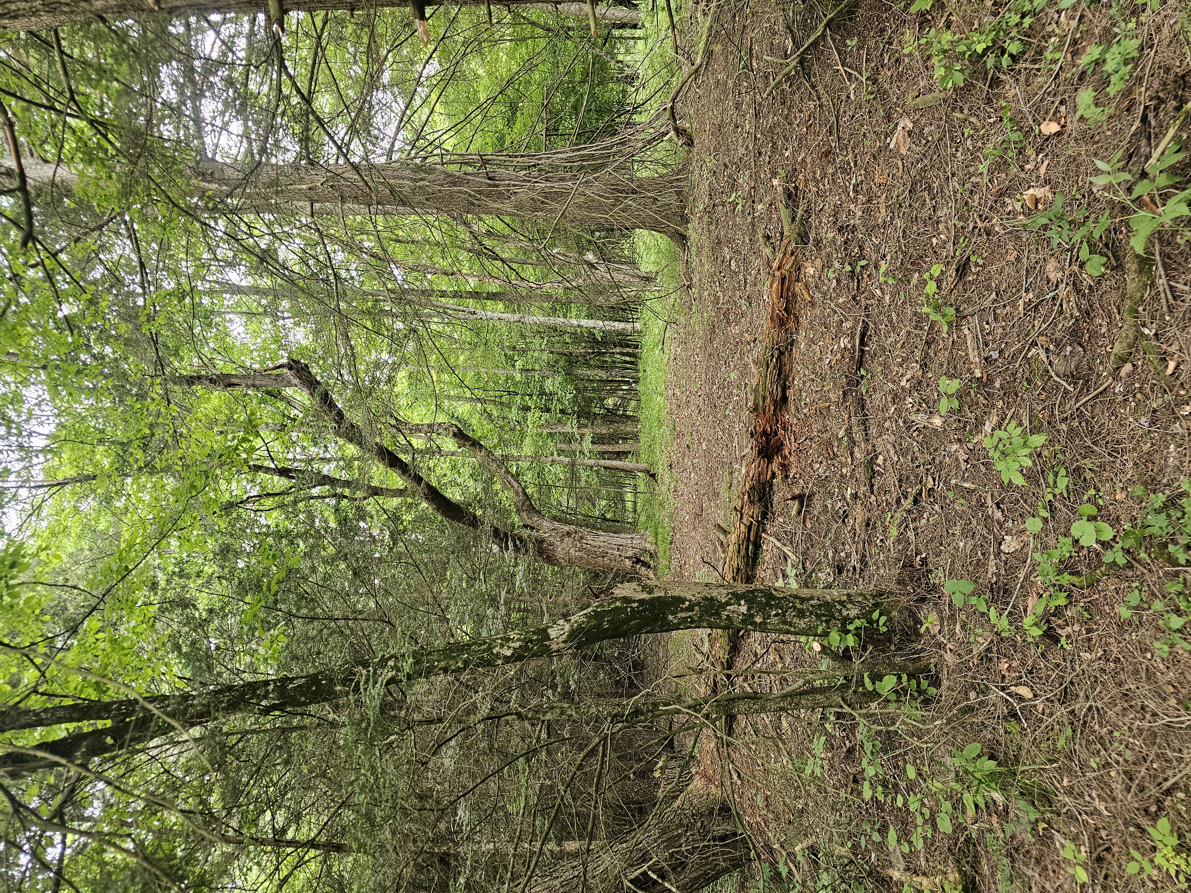 Wooded trail section with a rough log crossing
