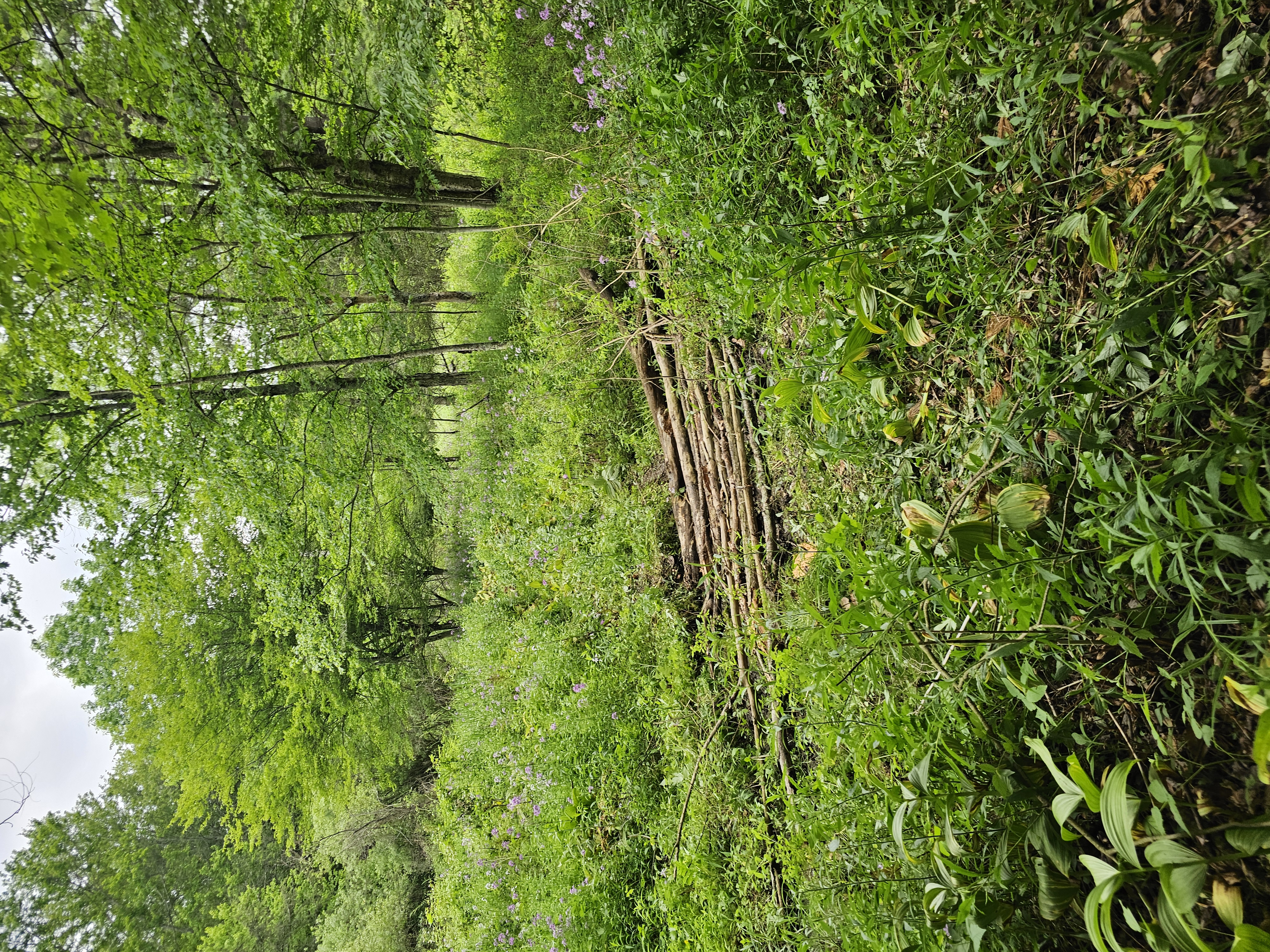 Forest trail lined with green brush and wildflowers
