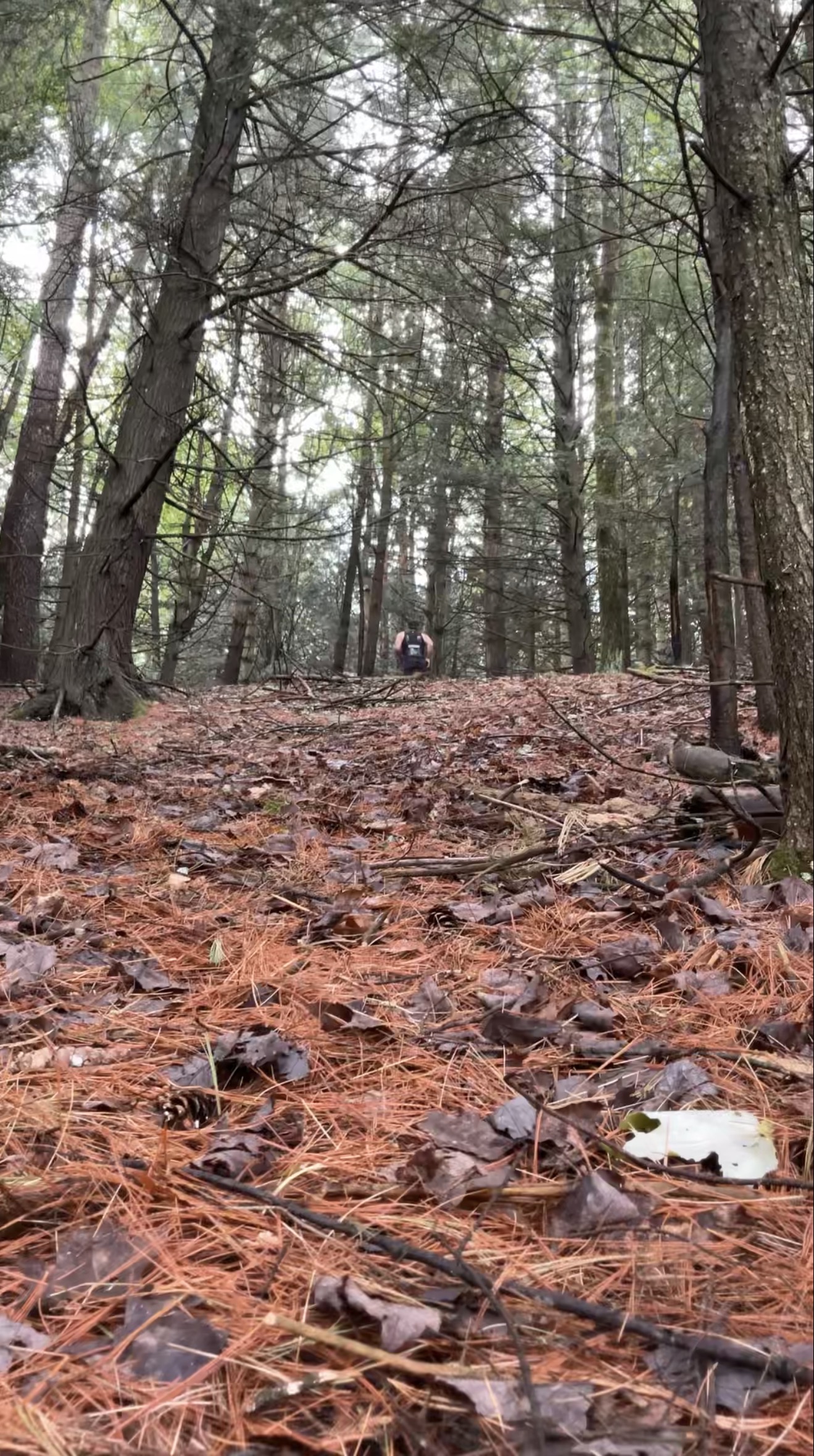 Runner cresting a pine-covered rise with orange needles underfoot
