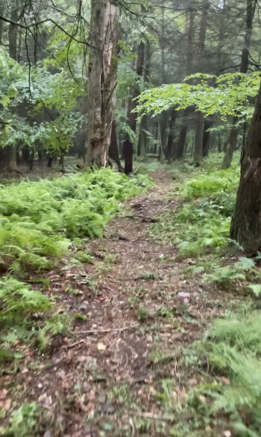 Misty forest singletrack cutting through bright green ferns