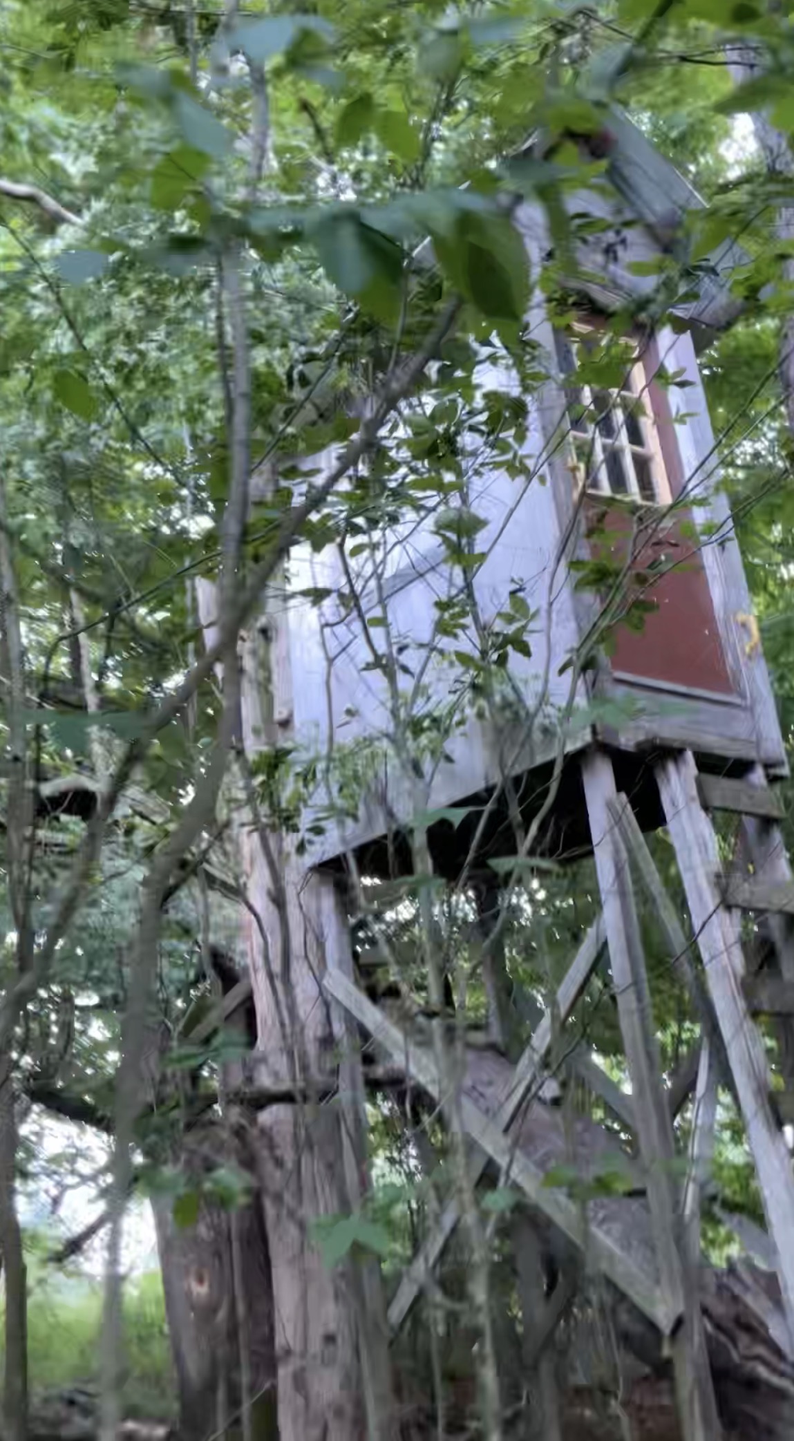 Weathered elevated structure hidden in the woods